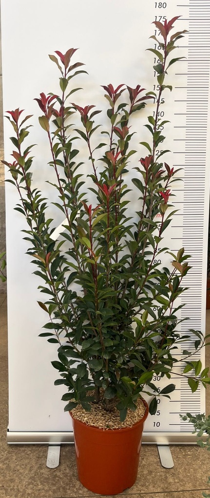 PHOTINIA X FRASERI 'CARRE' ROUGE'  (PHOTINIA X FRASERI 'COMPATTA')