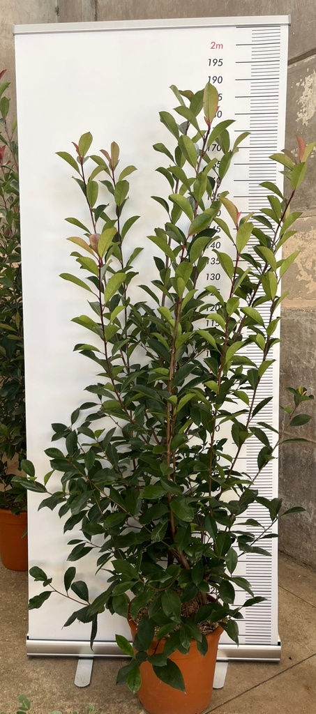 PHOTINIA X FRASERI 'RED ROBIN'