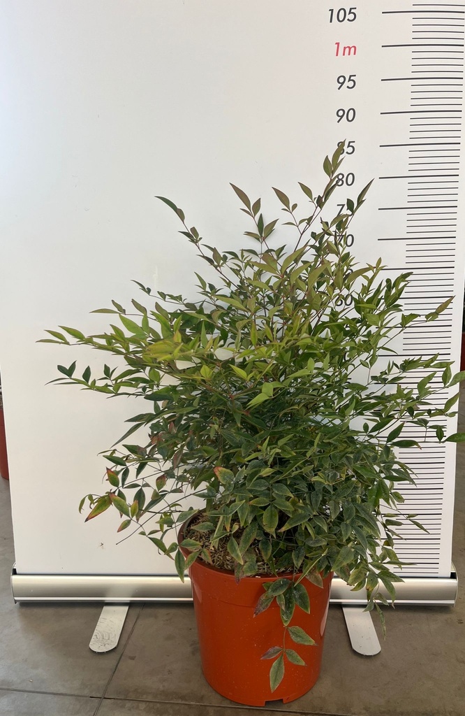 CASSA DA 103 PIANTE DI NANDINA DOMESTICA