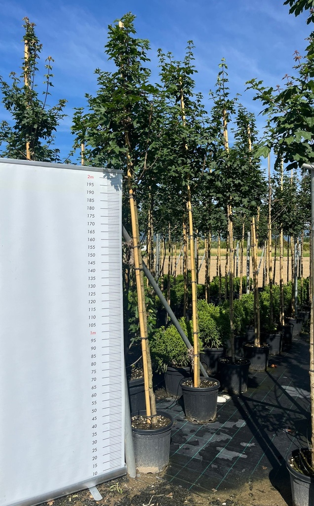 ACER CAMPESTRE