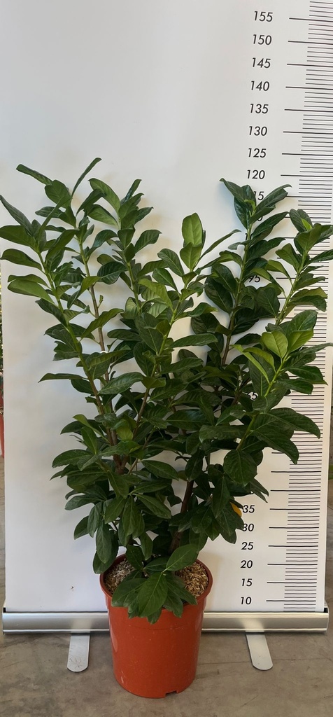 CASSA DA 67 PIANTE DI PRUNUS LAUROCERASUS 'NOVITA'