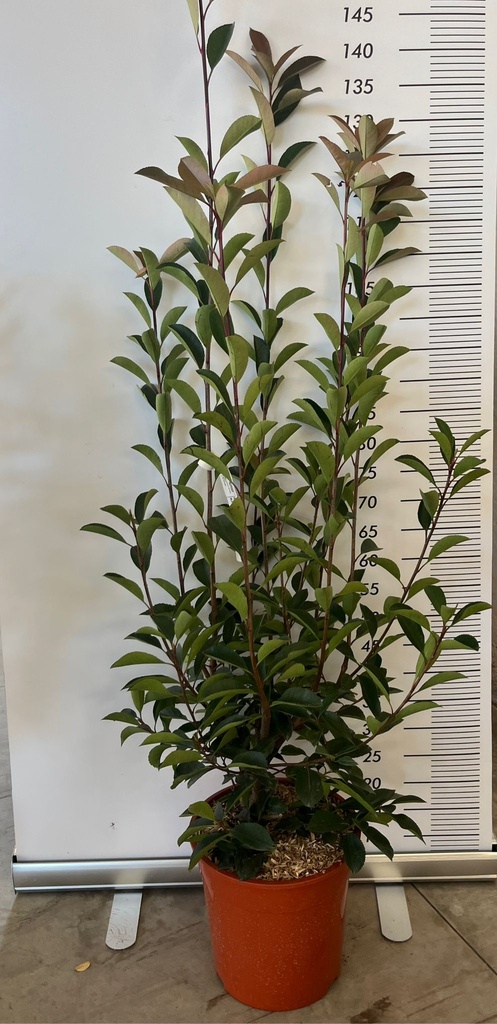 CASSA DA 57 PIANTE DI PHOTINIA X FRASERI 'RED ROBIN'