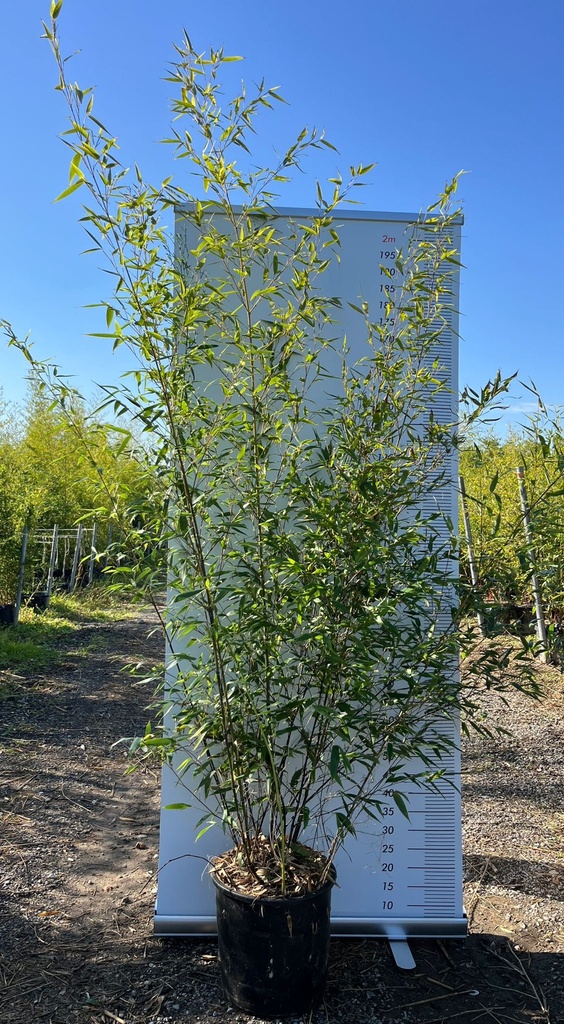 CASSA DA 22 PIANTE DI PHYLLOSTACHYS NIGRA (BAMBU CANNA NERA)