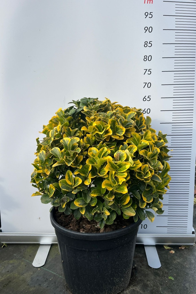 EUONYMUS JAPONICUS 'AUREOMARGINATUS' A SFERA