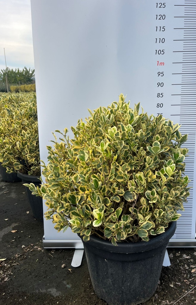 EUONYMUS JAPONICUS 'BRAVO' A SFERA