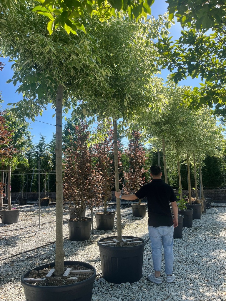 ACER NEGUNDO 'VARIEGATUM' (ACER NEGUNDO 'ARGENTEOVARIEGATUM')