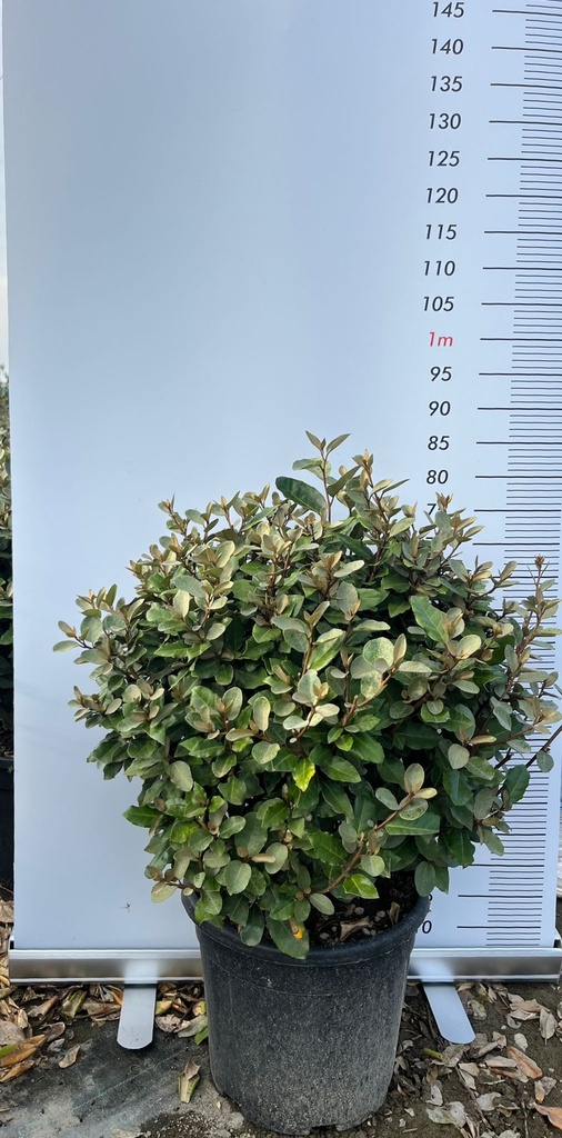ELAEAGNUS X EBBINGEI 'COMPATTA' A SFERA