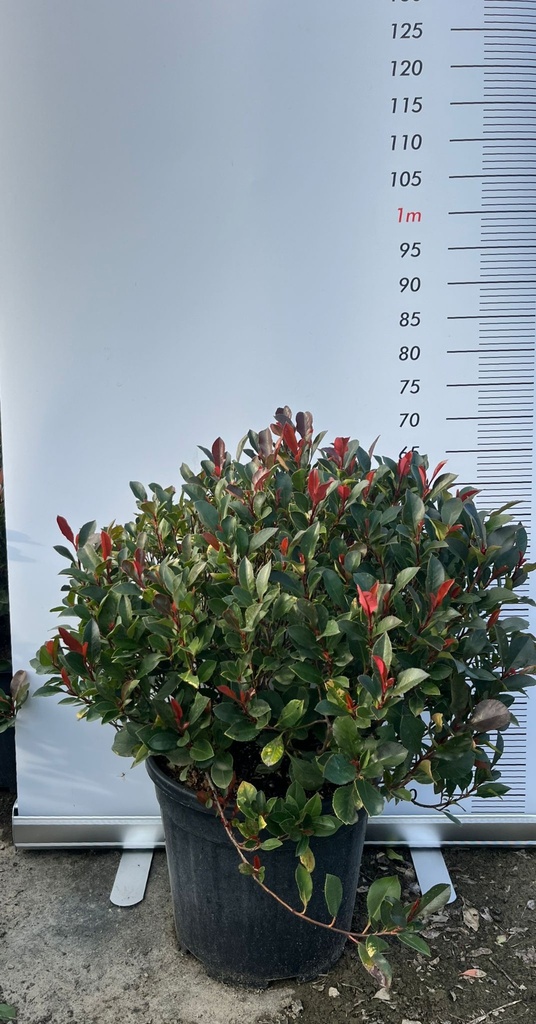 PHOTINIA X FRASERI 'LITTLE RED ROBIN' (PHOTINIA X FRASERI 'NANA') A SFERA