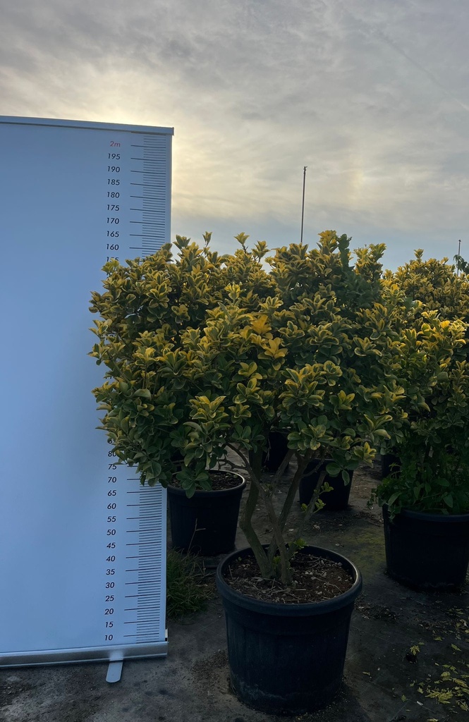 EUONYMUS JAPONICUS 'AUREOMARGINATUS' MULTISTEM