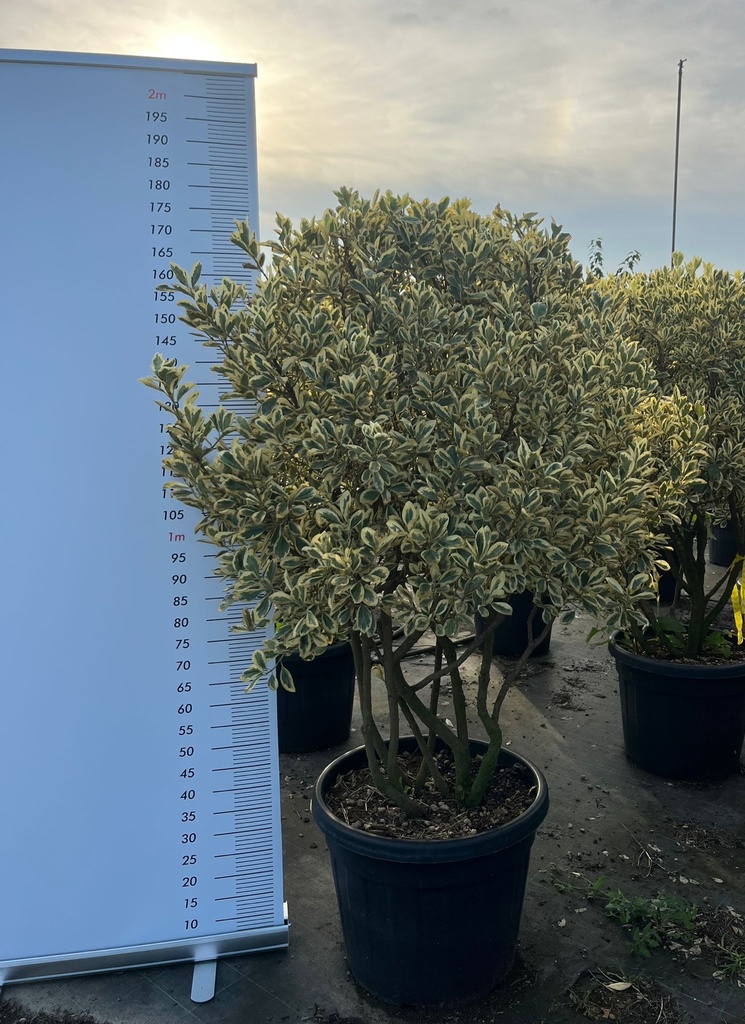 EUONYMUS JAPONICUS 'BRAVO' MULTISTEM