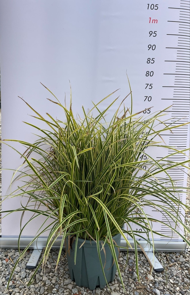 CAREX MORROWII 'VANILLA ICE'
