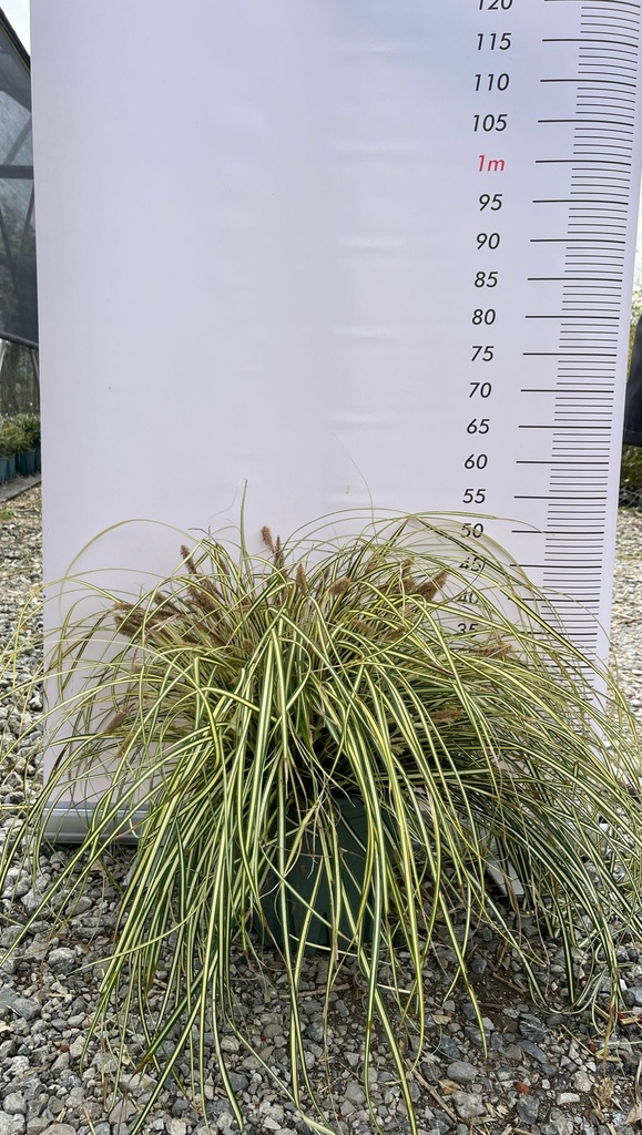 CAREX OSHIMENSIS 'EVERGOLD'