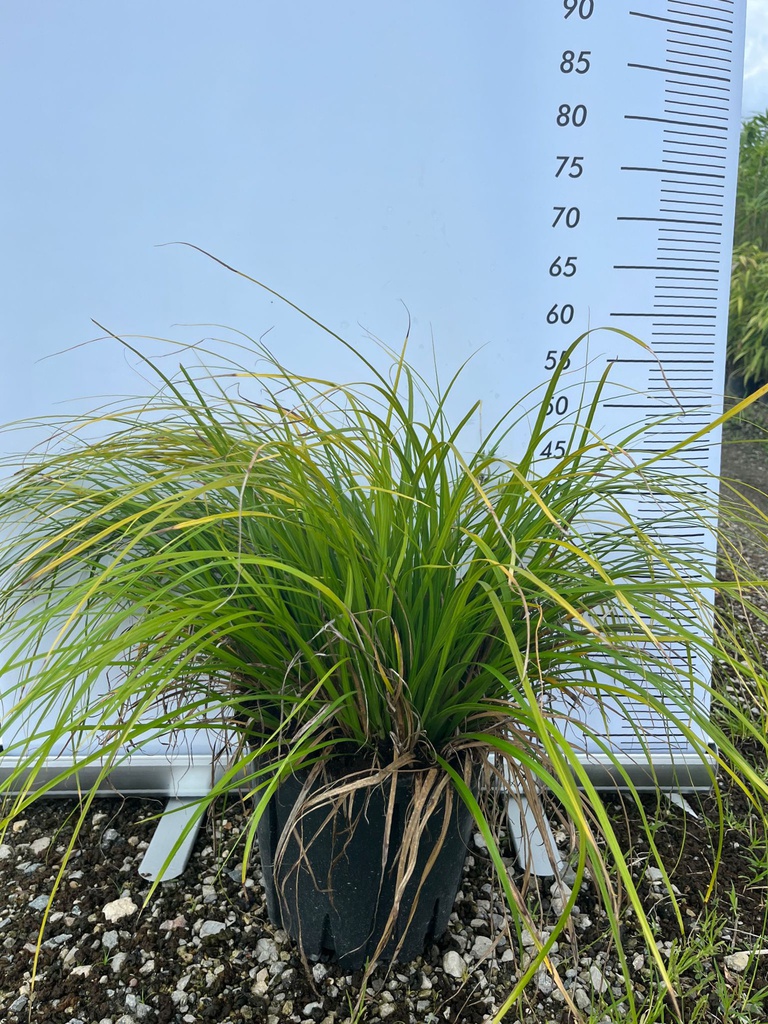 CAREX OSHIMENSIS 'EVERGREEN'