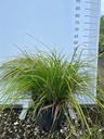 CAREX OSHIMENSIS 'EVERGREEN'