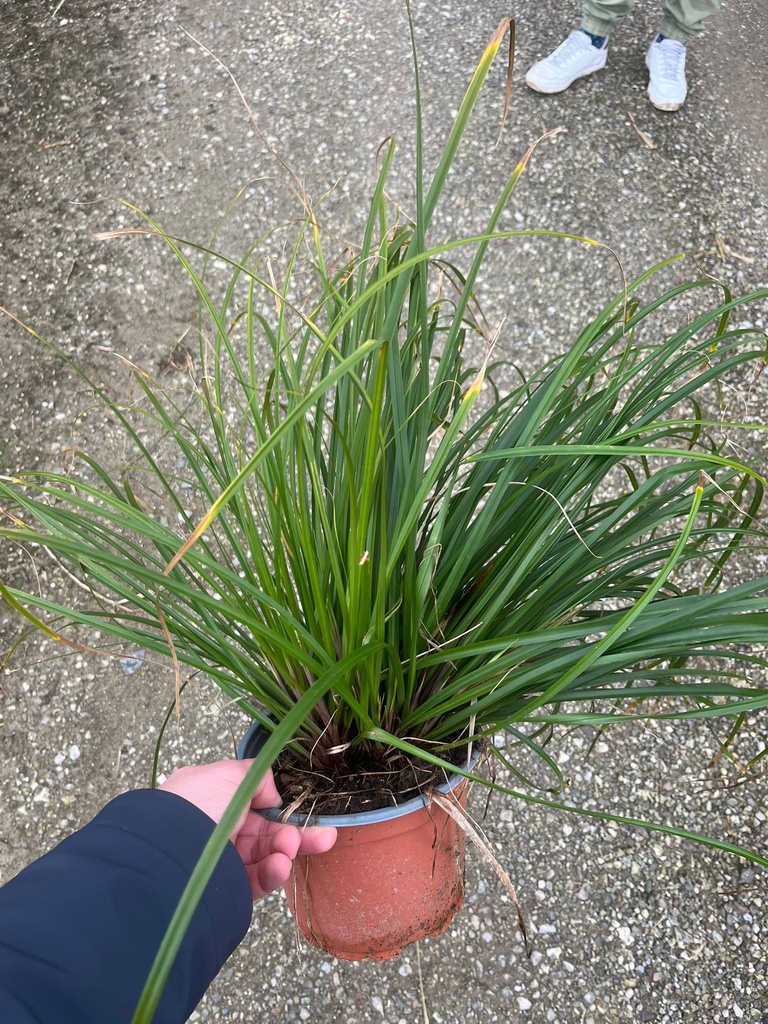 CAREX OSHIMENSIS 'EVERGREEN'