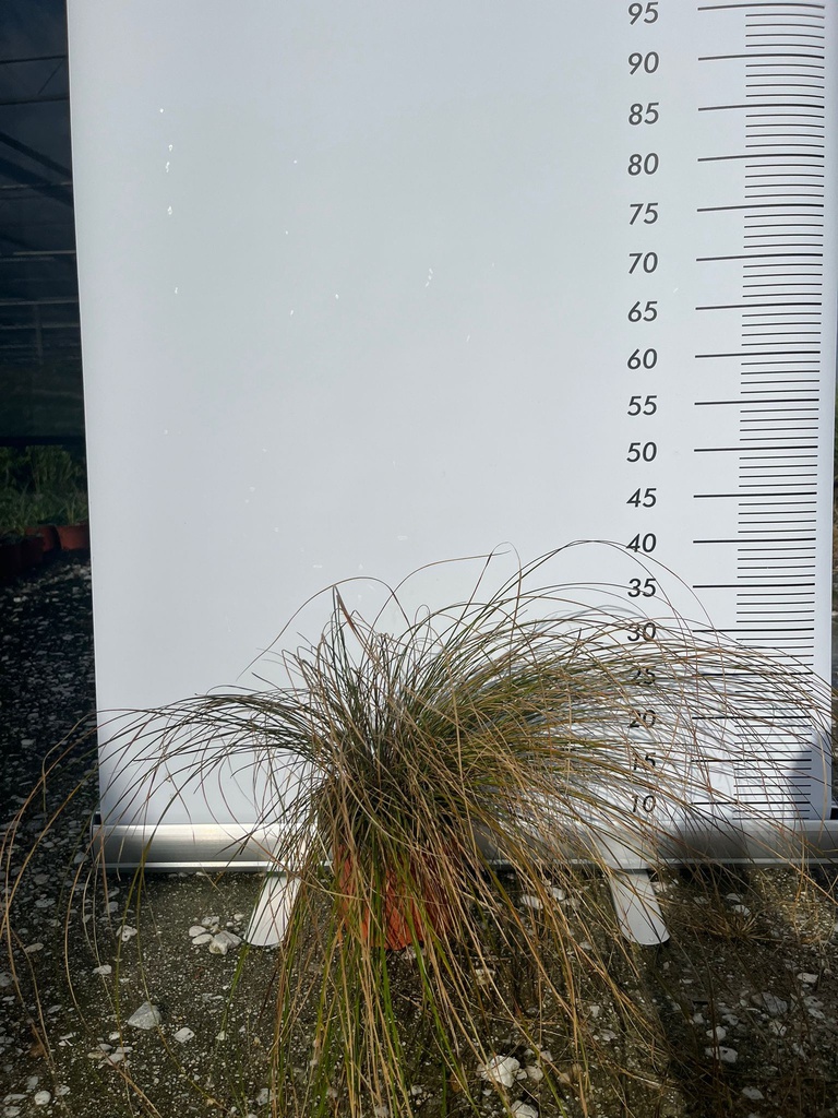 CAREX TESTACEA 'PRAIRIE FIRE'