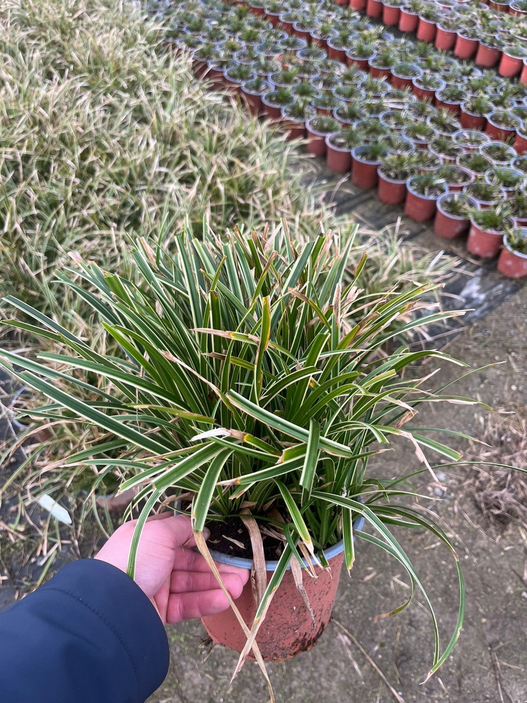 CAREX MORROWII 'ICE DANCE'
