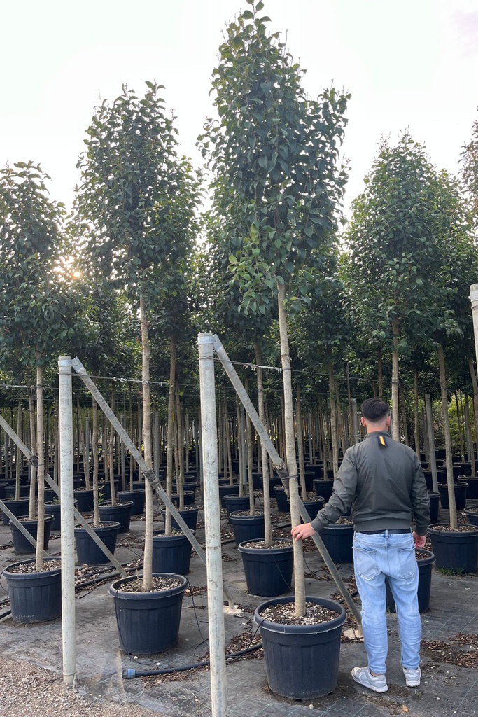 LIGUSTRUM JAPONICUM (LIGUSTRUM LUCIDUM)