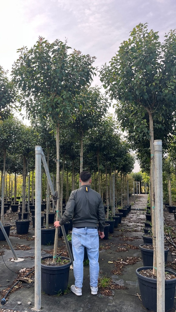LIGUSTRUM JAPONICUM (LIGUSTRUM LUCIDUM)