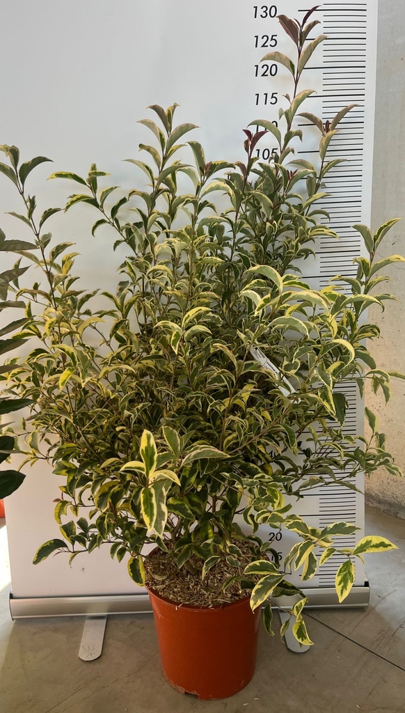 CASSA DA 67 PIANTE DI LIGUSTRUM JAPONICUM 'EXCELSUM SUPERBUM' (L. LUCIDUM 'EXCELSUM SUPERBUM')