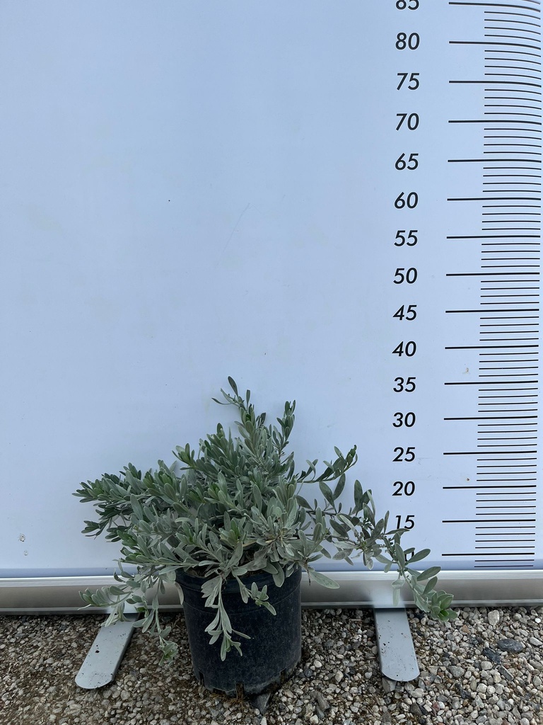 CONVOLVULUS CNEORUM