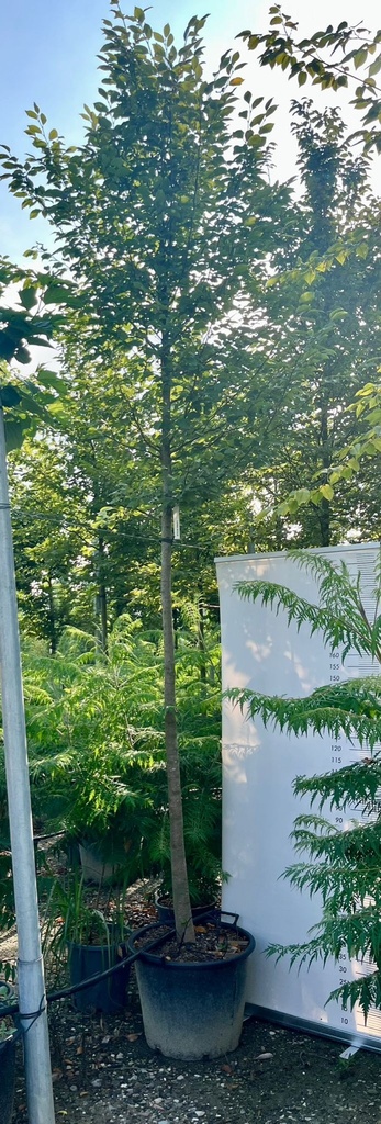 CARPINUS BETULUS (CARPINO COMUNE / CARPINO BIANCO)