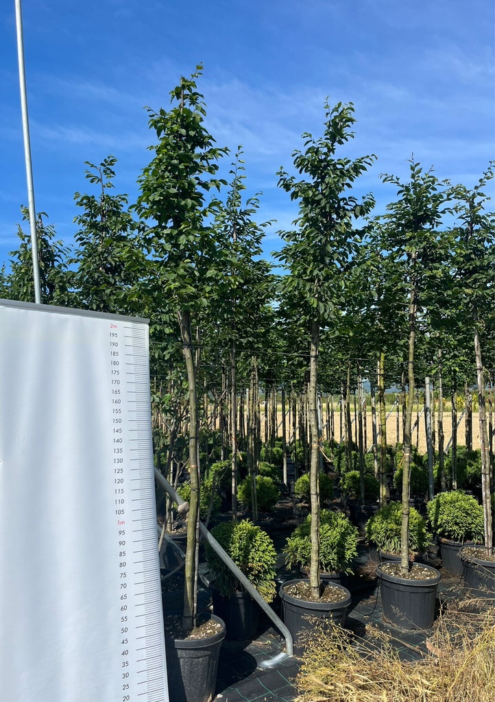 CARPINUS BETULUS (CARPINO COMUNE / CARPINO BIANCO)