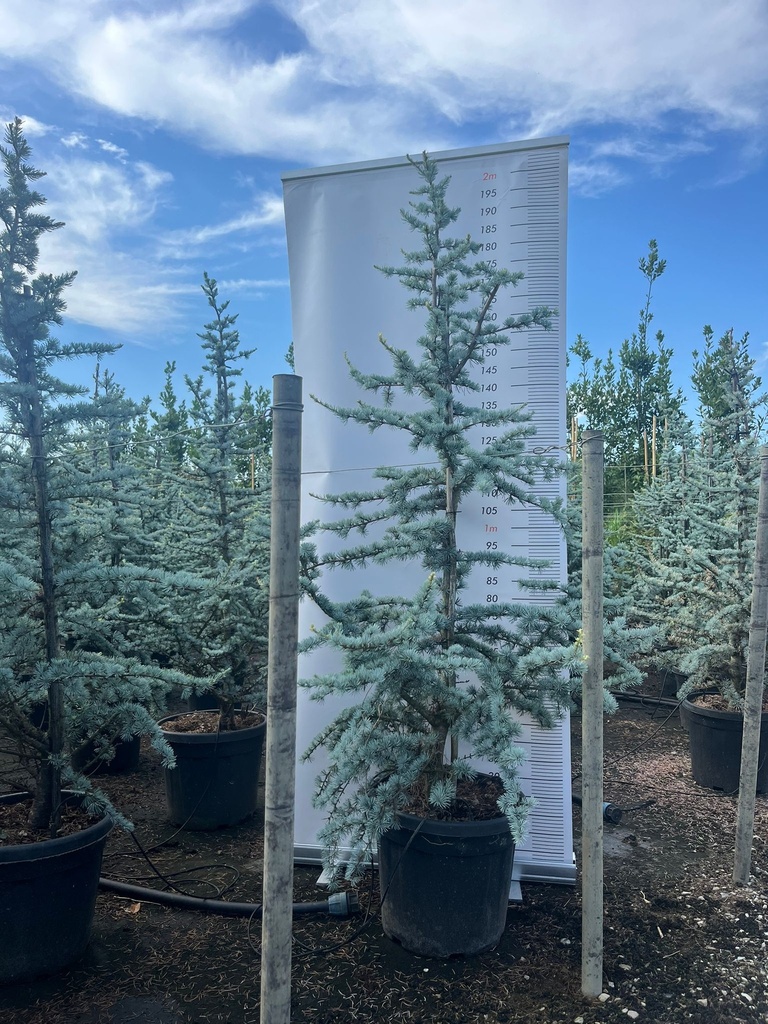 CEDRUS ATLANTICA GLAUCA (CEDRO BLU)