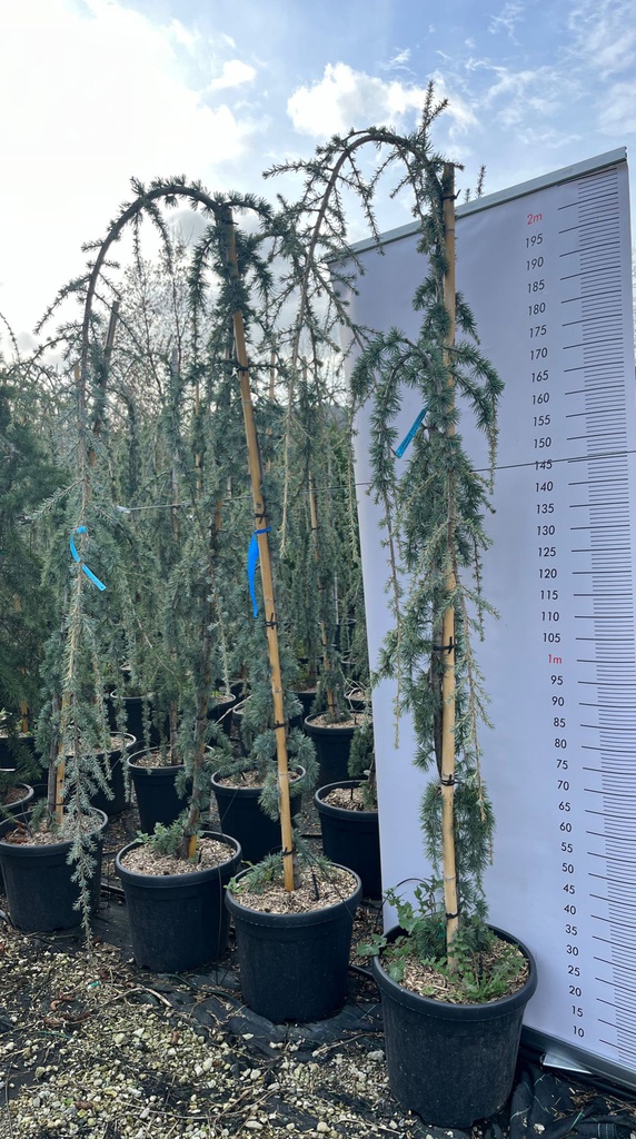 CEDRUS ATLANTICA 'GLAUCA PENDULA' (CEDRO BLU PIANGENTE) INNESTATO AL PIEDE