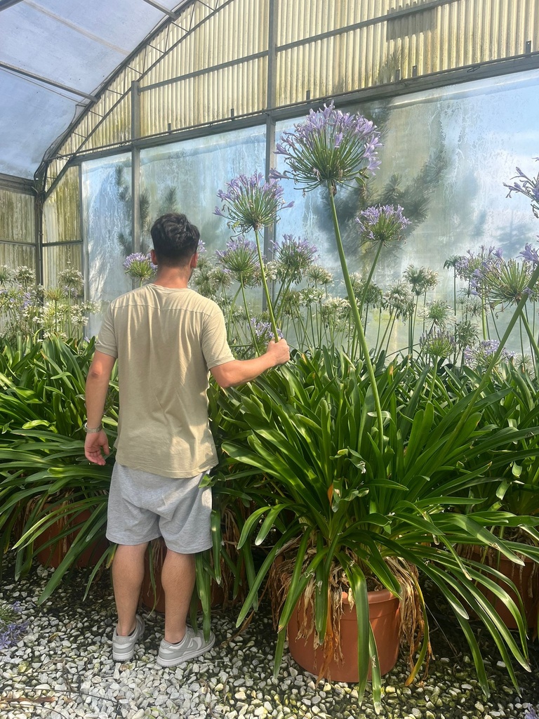 AGAPANTHUS IN VARIETA' EXTRA
