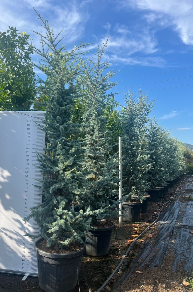 CEDRUS ATLANTICA GLAUCA (CEDRO BLU)