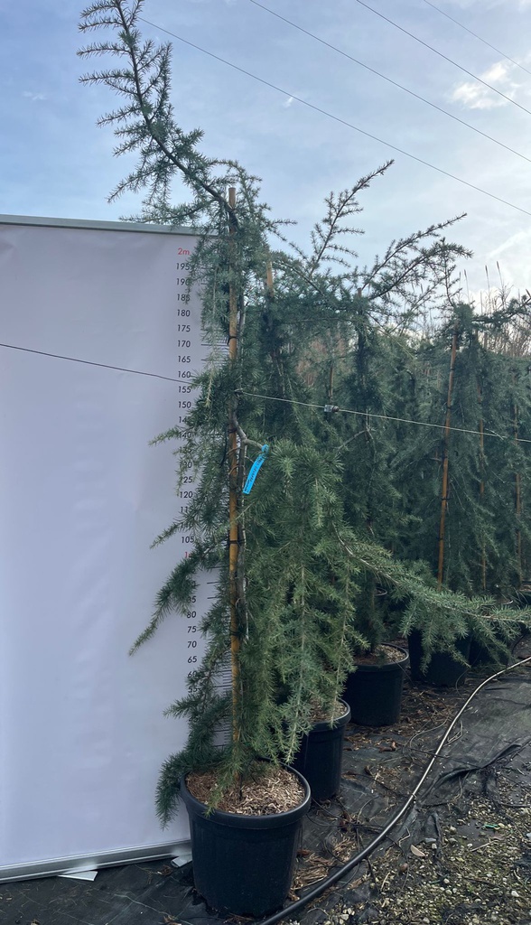 CEDRUS DEODARA 'PENDULA' (CEDRO DELL'HIMALAYA PIANGENTE)