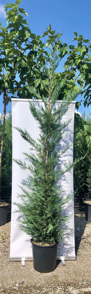 CUPRESSOCYPARIS LEYLANDII