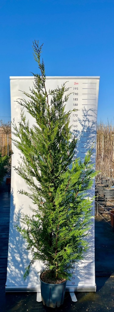 CUPRESSOCYPARIS LEYLANDII