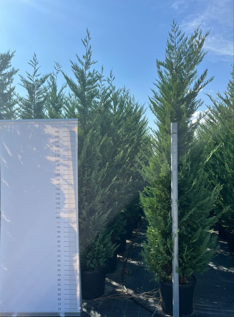 CUPRESSOCYPARIS LEYLANDII