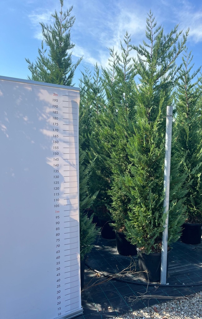 CUPRESSOCYPARIS LEYLANDII