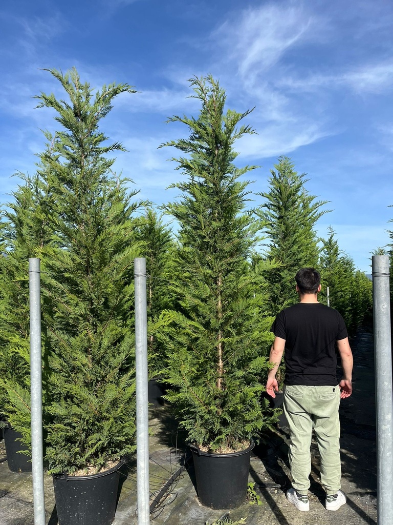 CUPRESSOCYPARIS LEYLANDII