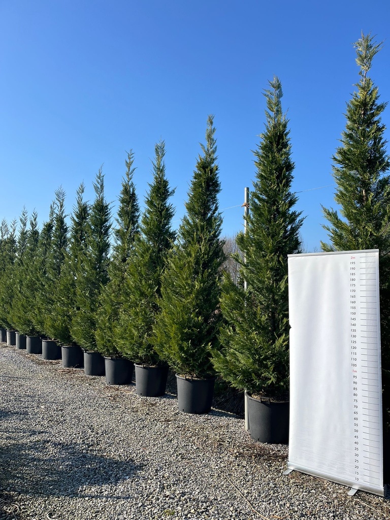 CUPRESSOCYPARIS LEYLANDII