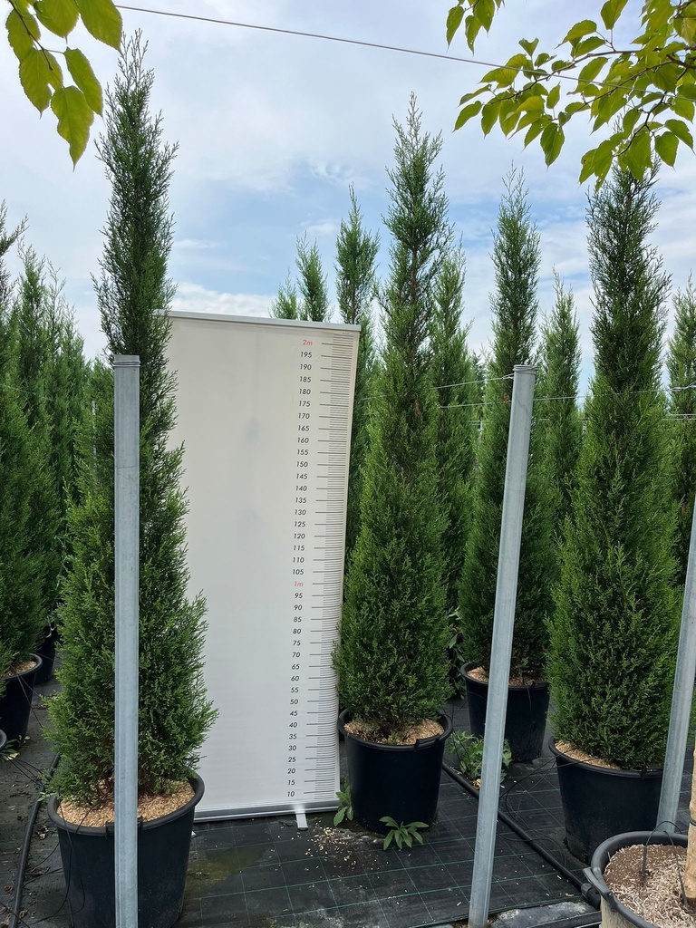 CUPRESSOCYPARIS LEYLANDII 'PYRAMIDALIS' (C. LEYLANDII '2001')