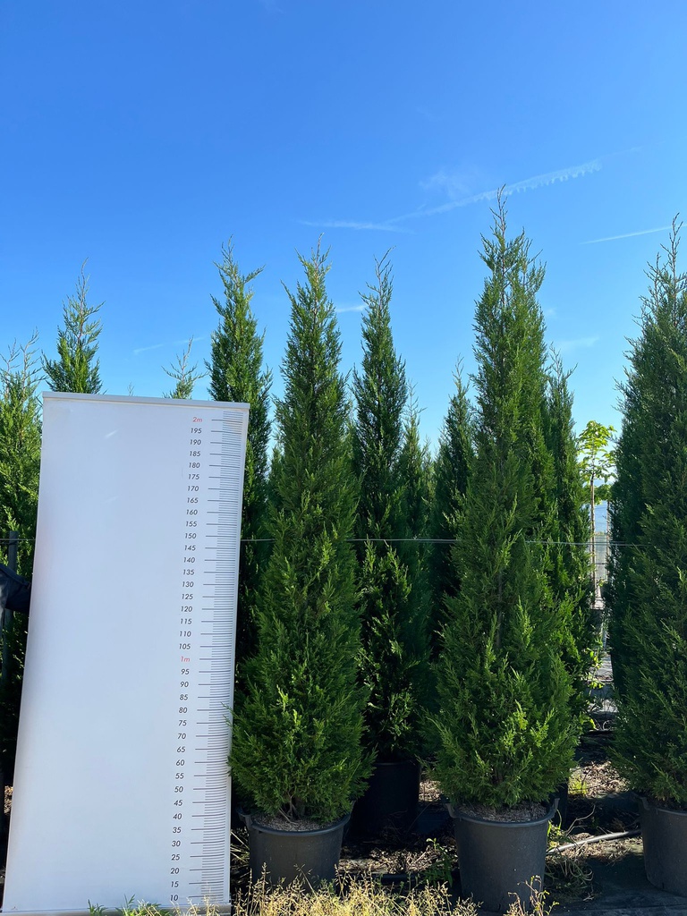 CUPRESSOCYPARIS LEYLANDII 'PYRAMIDALIS' (C. LEYLANDII '2001')