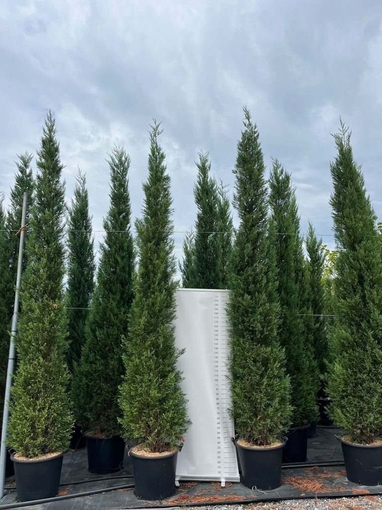 CUPRESSOCYPARIS LEYLANDII 'PYRAMIDALIS' (C. LEYLANDII '2001')