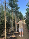 FRAXINUS ORNUS (ORNIELLO)