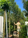 FRAXINUS ANGUSTIFOLIA 'RAYWOOD' (F.OXYCARPA 'FLAME')