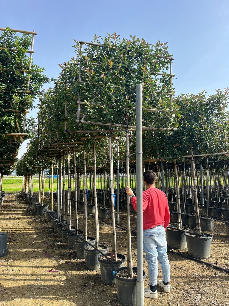 PHOTINIA X FRASERI 'RED ROBIN' SPALLIERA H.120X150 CM
