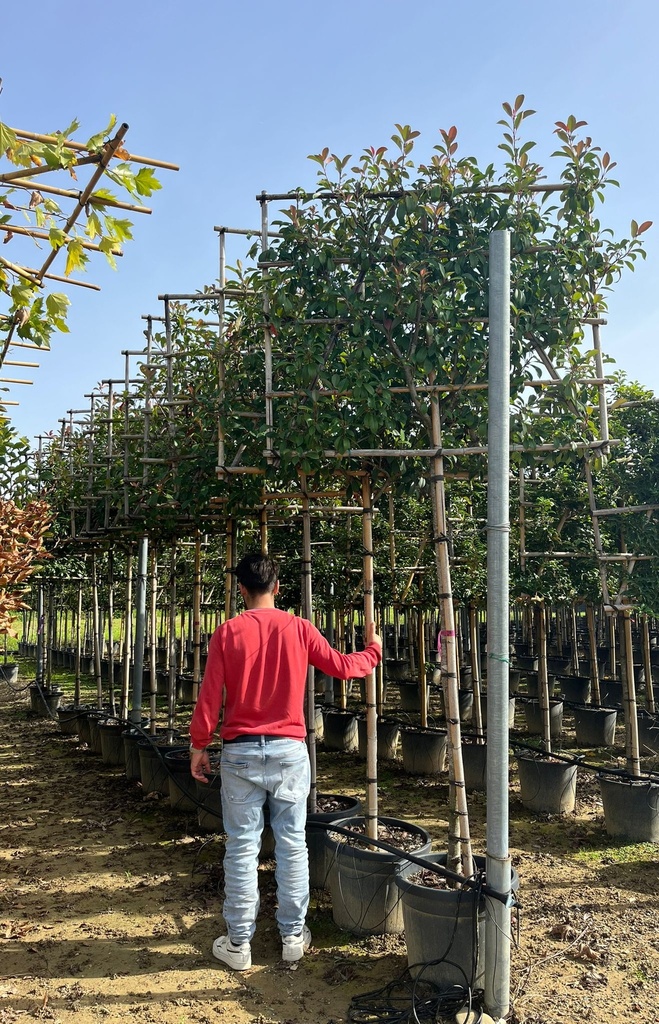 PHOTINIA X FRASERI 'RED ROBIN' SPALLIERA H.120X150 CM