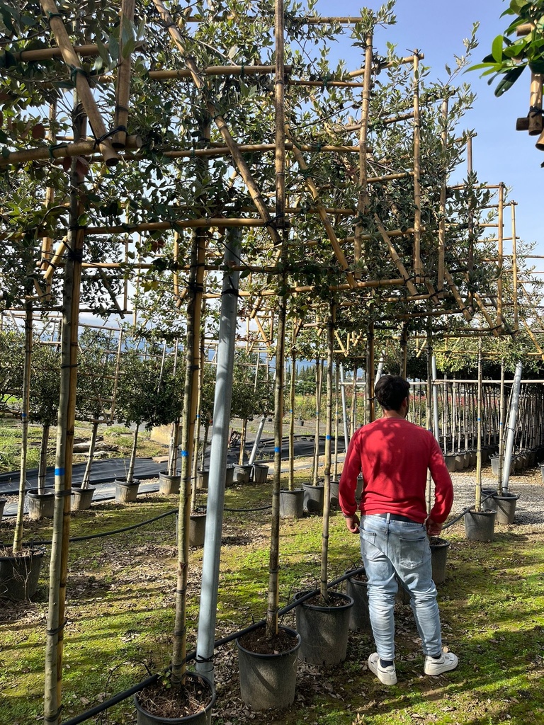 QUERCUS ILEX (LECCIO) A SPALLIERA H.120X150 CM