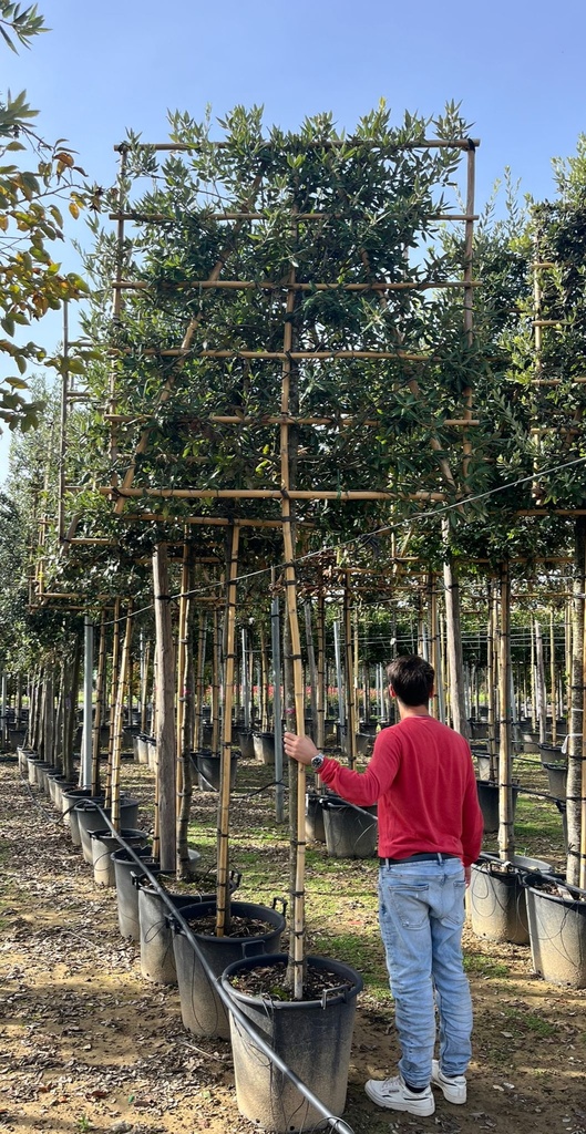 QUERCUS ILEX (LECCIO) A SPALLIERA H.150X150 CM