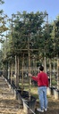 QUERCUS ILEX (LECCIO) A SPALLIERA H.150X150 CM