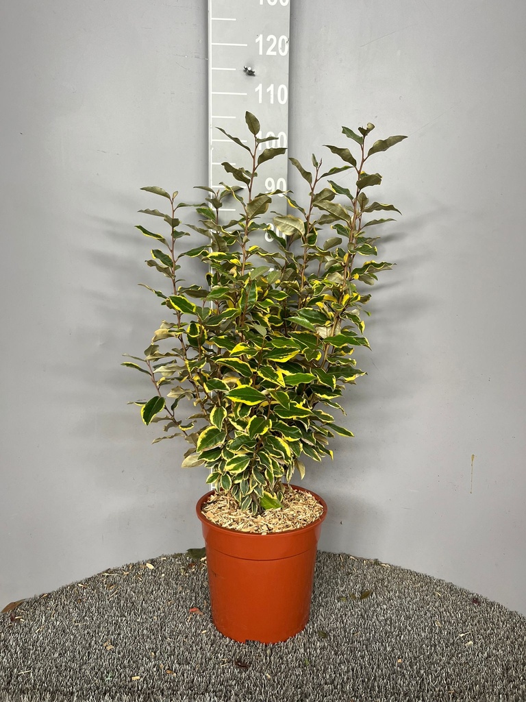 ELAEAGNUS X EBBINGEI 'VIVELEG'