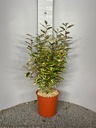 ELAEAGNUS X EBBINGEI 'VIVELEG'